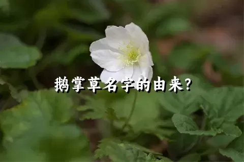 鹅掌草名字的由来？