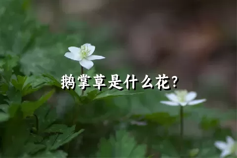 鹅掌草是什么花？