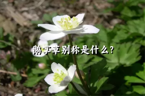 鹅掌草别称是什么？