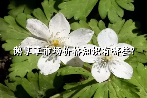 鹅掌草市场价格知识有哪些？