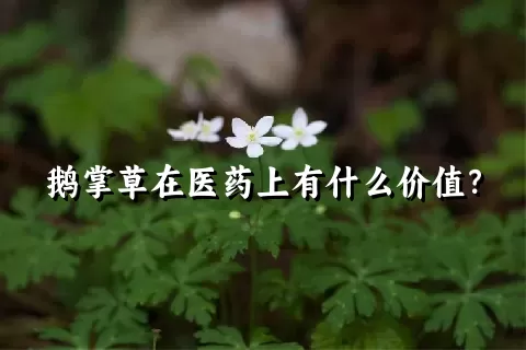 鹅掌草在医药上有什么价值？