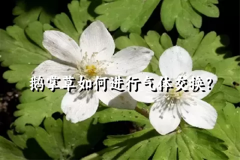 鹅掌草如何进行气体交换？