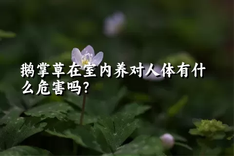 鹅掌草在室内养对人体有什么危害吗？