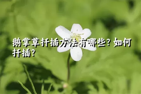 鹅掌草扦插方法有哪些？如何扦插？