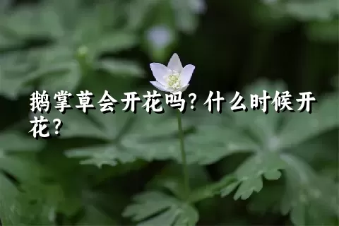 鹅掌草会开花吗？什么时候开花？