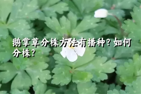 鹅掌草分株方法有播种？如何分株？