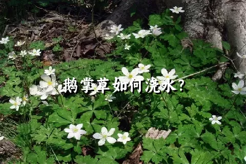 鹅掌草如何浇水？