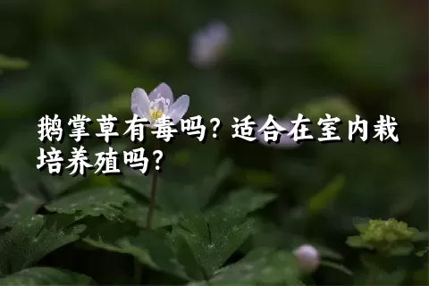 鹅掌草有毒吗？适合在室内栽培养殖吗？