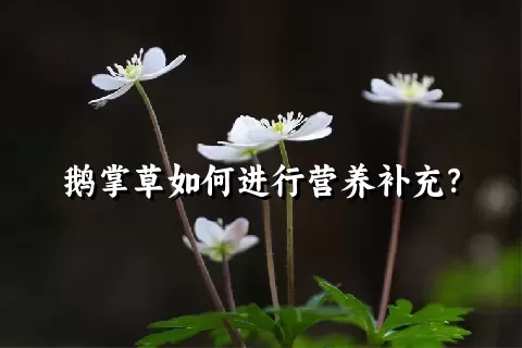 鹅掌草如何进行营养补充？