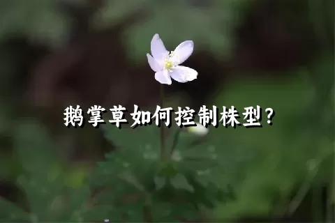 鹅掌草如何控制株型？