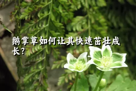 鹅掌草如何让其快速茁壮成长？