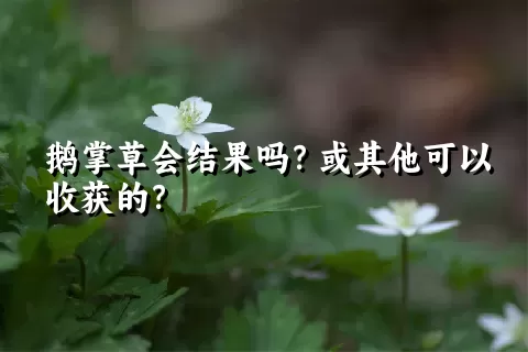 鹅掌草会结果吗？或其他可以收获的？