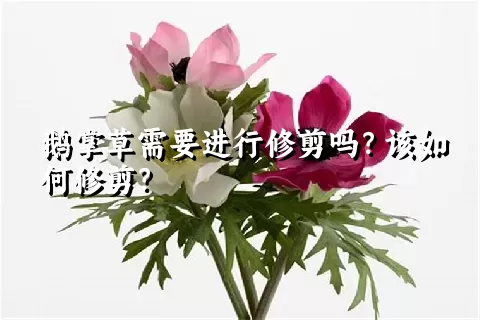 鹅掌草需要进行修剪吗？该如何修剪？