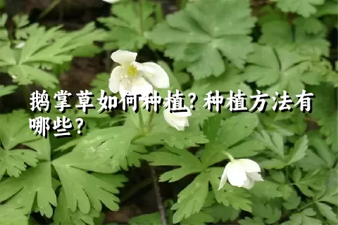 鹅掌草如何种植？种植方法有哪些？