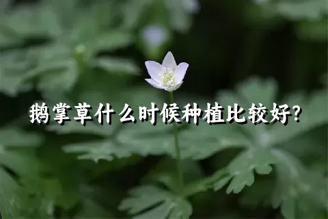 鹅掌草什么时候种植比较好？