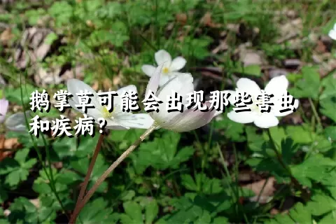 鹅掌草可能会出现那些害虫和疾病？