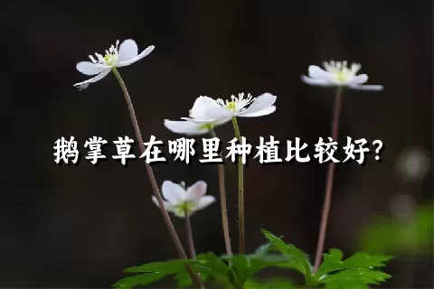 鹅掌草在哪里种植比较好？