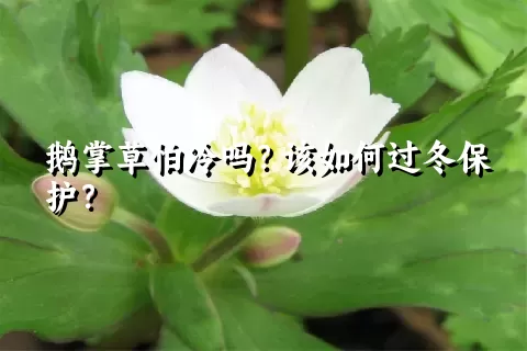 鹅掌草怕冷吗？该如何过冬保护？