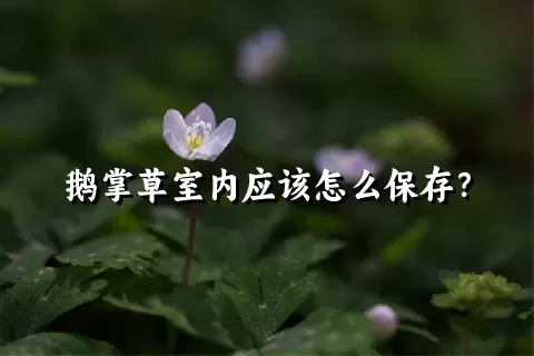 鹅掌草室内应该怎么保存？