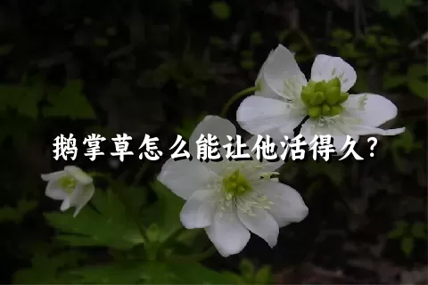 鹅掌草怎么能让他活得久？