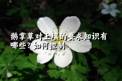 鹅掌草对土壤的要求知识有哪些？如何控制