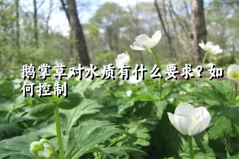 鹅掌草对水质有什么要求？如何控制