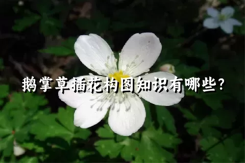 鹅掌草插花构图知识有哪些？