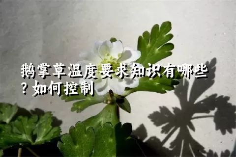 鹅掌草温度要求知识有哪些？如何控制