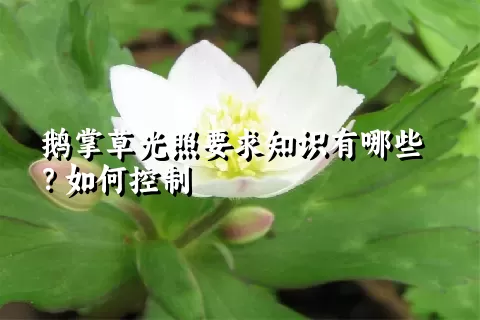 鹅掌草光照要求知识有哪些？如何控制