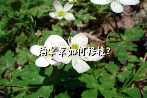 鹅掌草如何修枝？