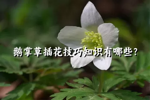 鹅掌草插花技巧知识有哪些？