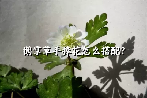 鹅掌草手捧花怎么搭配？