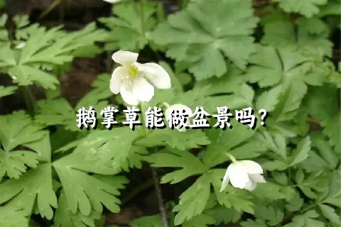 鹅掌草能做盆景吗？