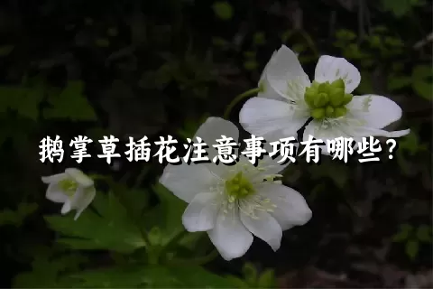 鹅掌草插花注意事项有哪些？