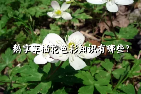 鹅掌草插花色彩知识有哪些？