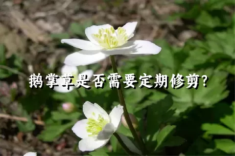 鹅掌草是否需要定期修剪？