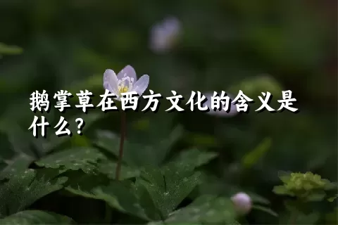 鹅掌草在西方文化的含义是什么？