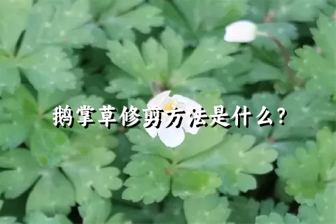 鹅掌草修剪方法是什么？