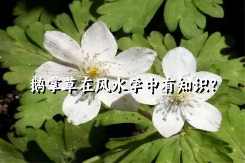 鹅掌草在风水学中有知识？