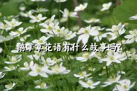 鹅掌草花语有什么故事吗？