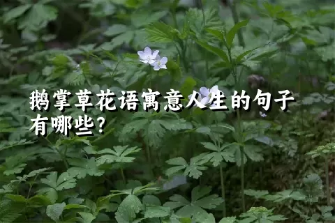 鹅掌草花语寓意人生的句子有哪些？