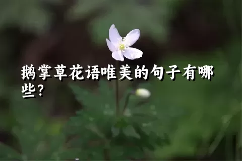 鹅掌草花语唯美的句子有哪些？