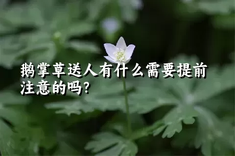 鹅掌草送人有什么需要提前注意的吗？