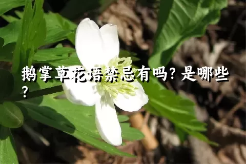 鹅掌草花语禁忌有吗？是哪些？