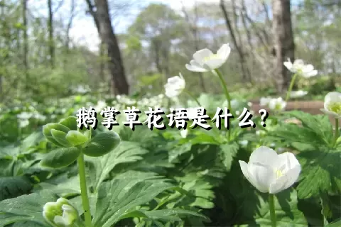 鹅掌草花语是什么？