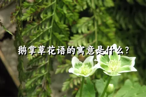 鹅掌草花语的寓意是什么？