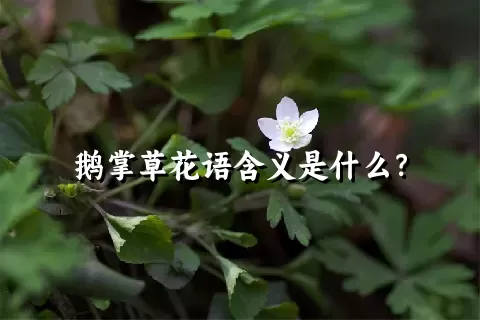 鹅掌草花语含义是什么？