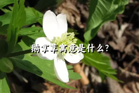 鹅掌草寓意是什么？