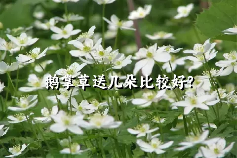 鹅掌草送几朵比较好？