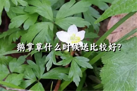 鹅掌草什么时候送比较好？